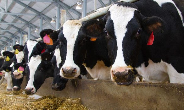 Dairy cows at a feed face.
